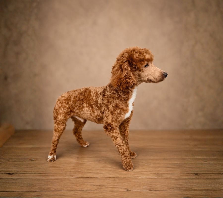 parent-puppy-img-2