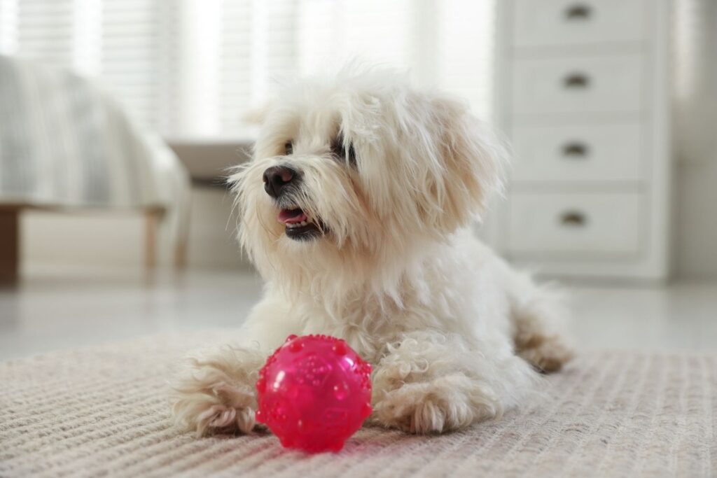 Hyper Pet MINI Tennis Balls for Dogs