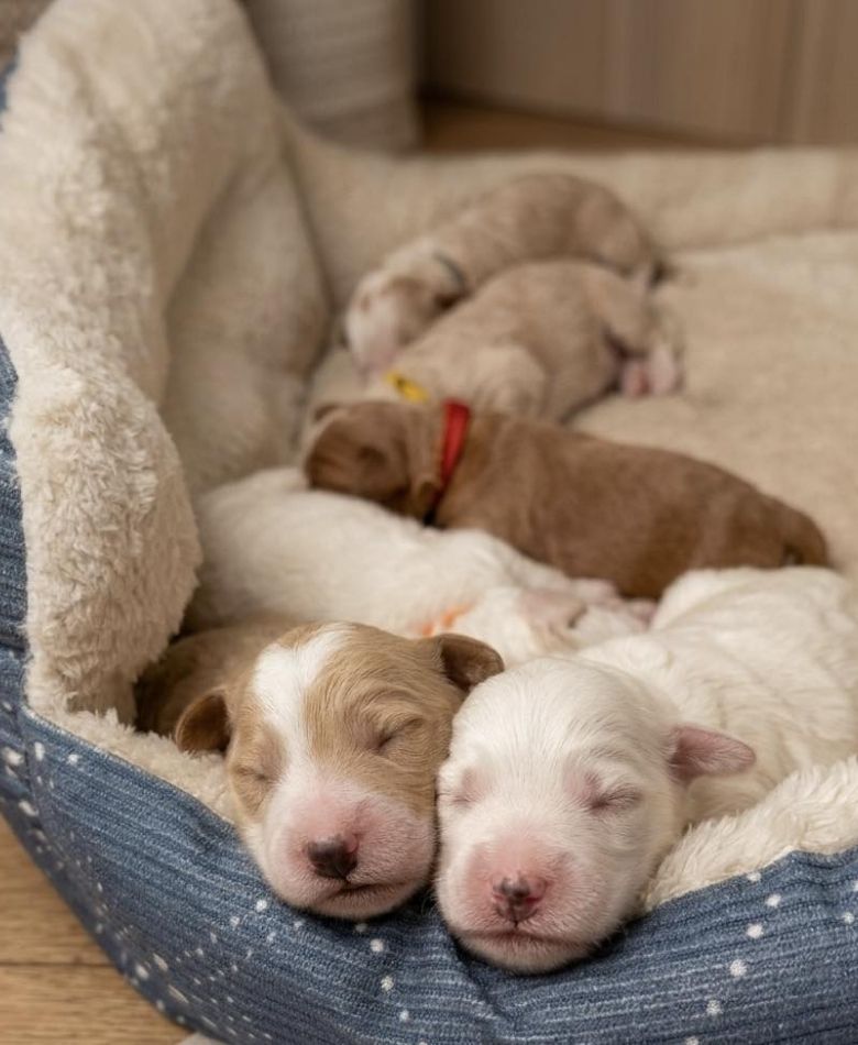 Micro Goldendoodle Puppies Ohio