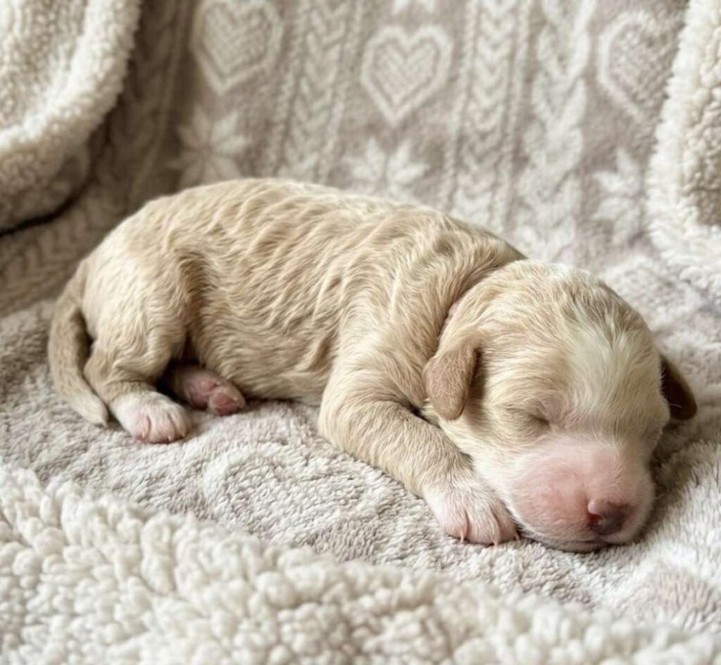 Mini Goldendoodle Puppies Ohio