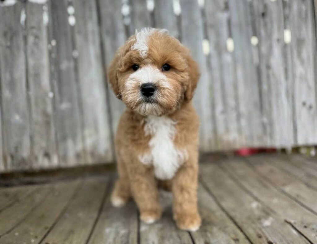 Mini Goldendoodle Puppies Ohio
