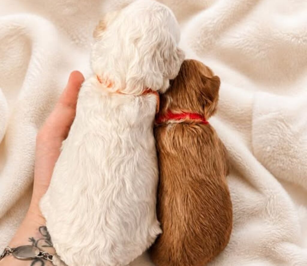goldendoodle breeders Ohio