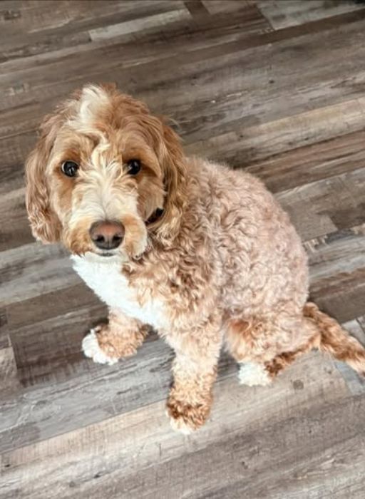 Goldendoodle Generations F1 F1B F1BB F2