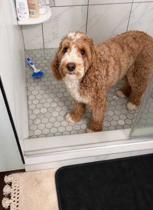 Goldendoodle Hypoallergenic Facts