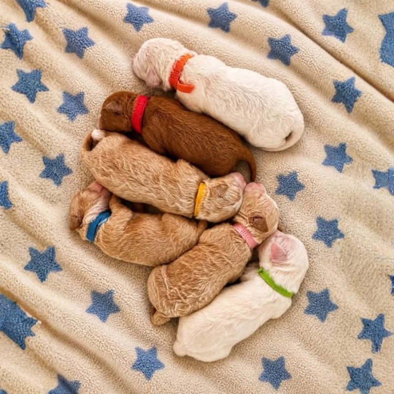 goldendoodle puppies Akron Ohio