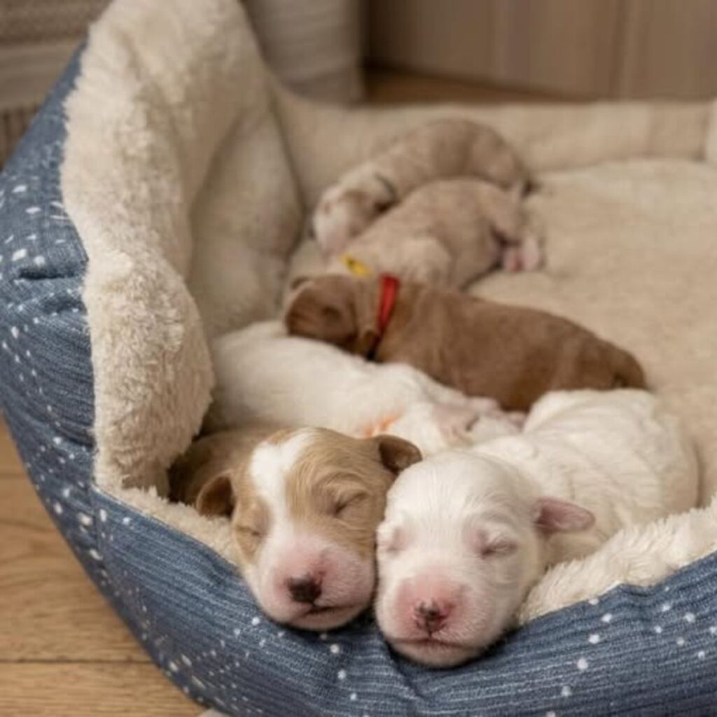 goldendoodle puppies Columbus Ohio