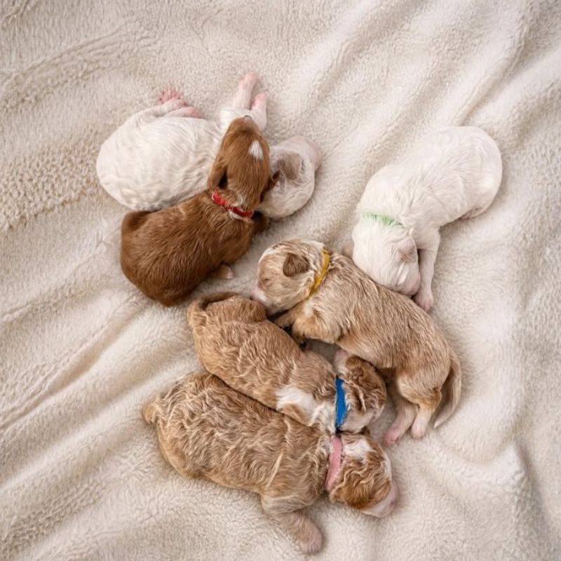 goldendoodle puppies Cleveland Ohio