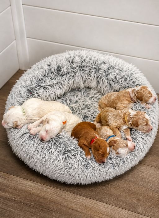 goldendoodle puppies Florida