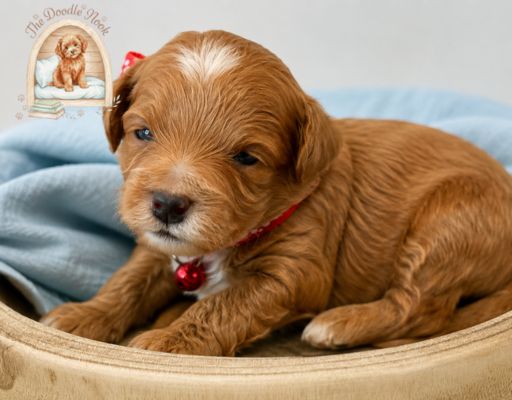 goldendoodle puppies Florida