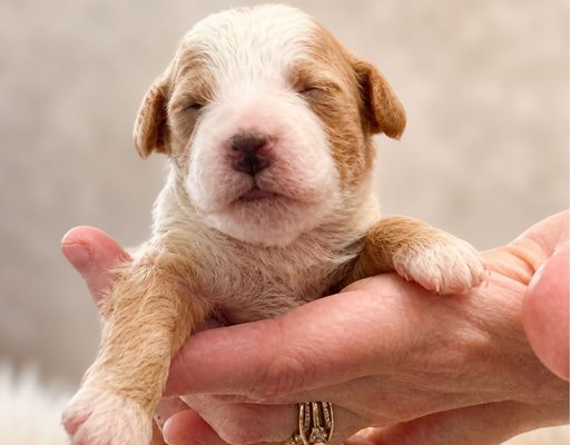 Goldendoodle puppy available in Pennsylvania