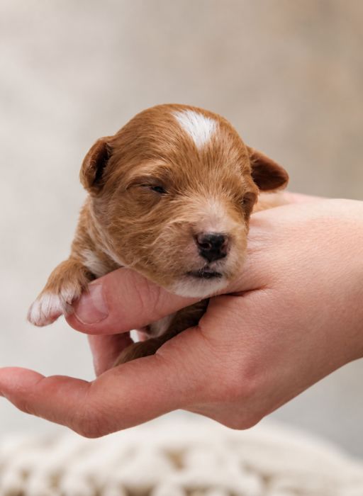 goldendoodle puppies Texas