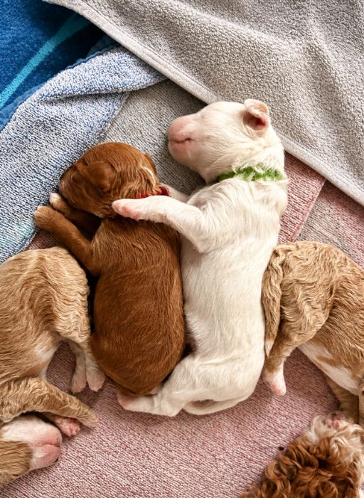 goldendoodle puppy health testing