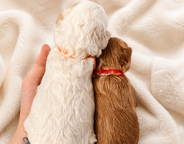 goldendoodle shipped to my state