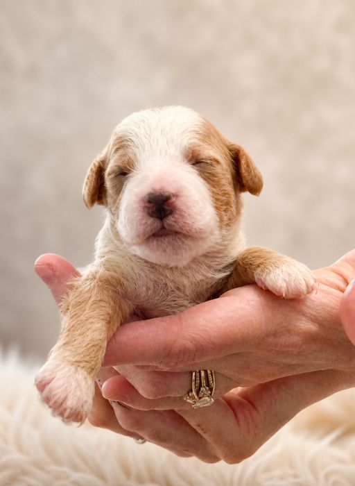 home raised vs kennel puppies