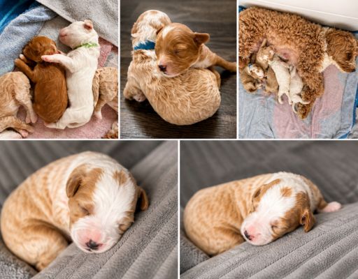 home raised vs kennel puppies