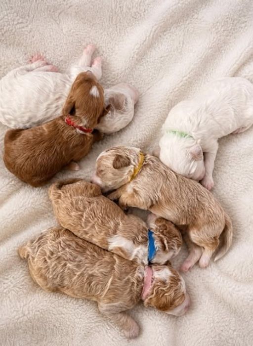 How Big Do Micro Goldendoodles Get?