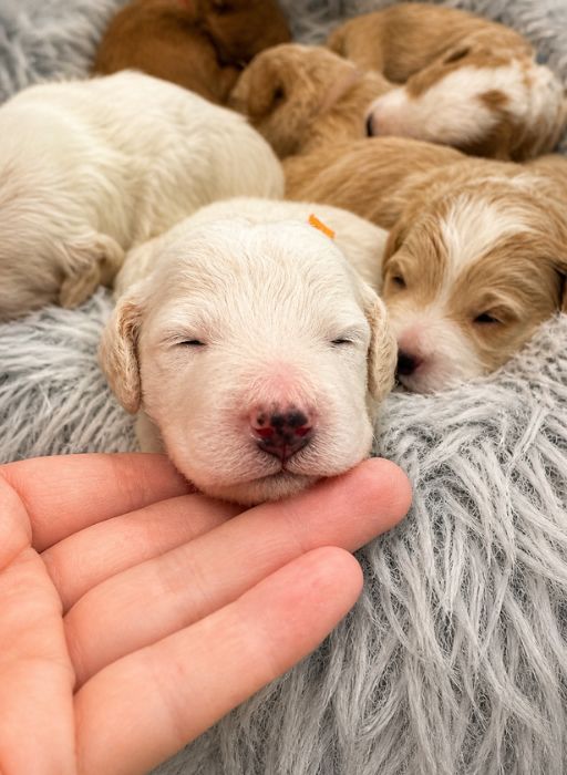 how to pick a goldendoodle breeder