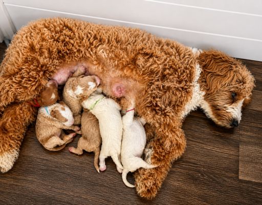 how to pick a goldendoodle breeder