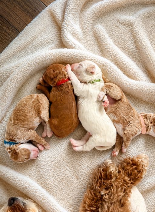 how to prepare for a goldendoodle puppy
