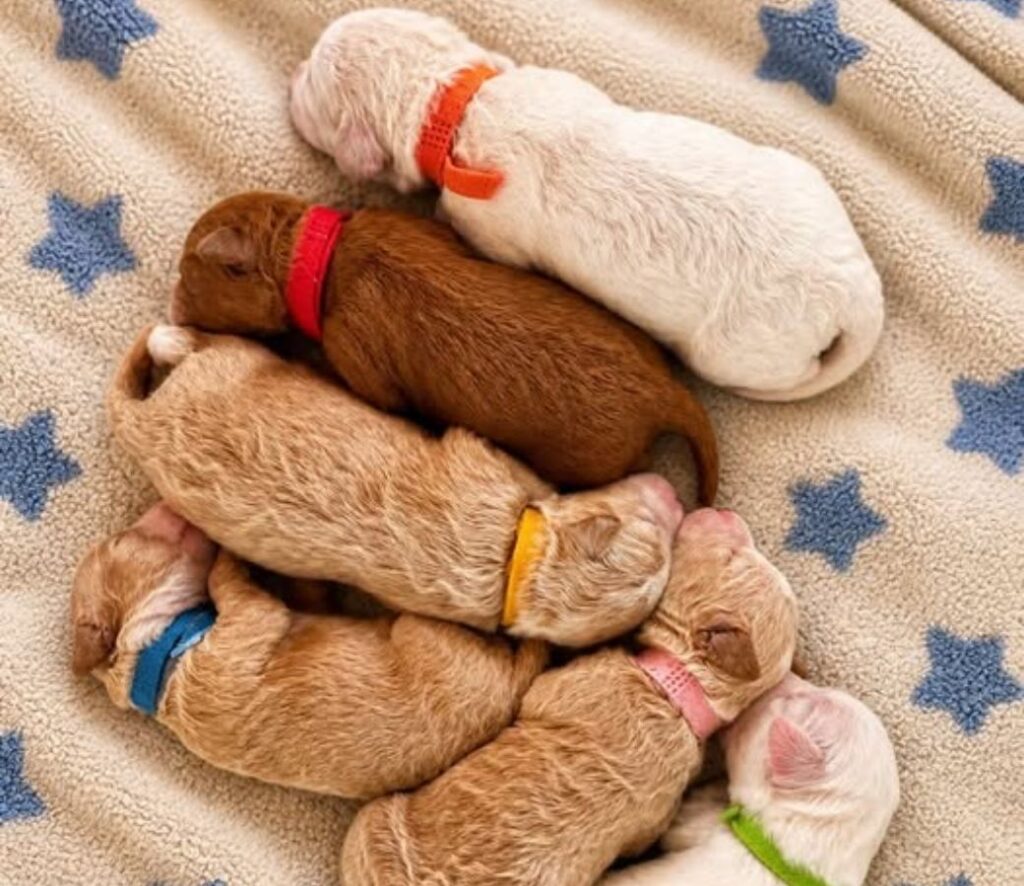 micro goldendoodle breeder