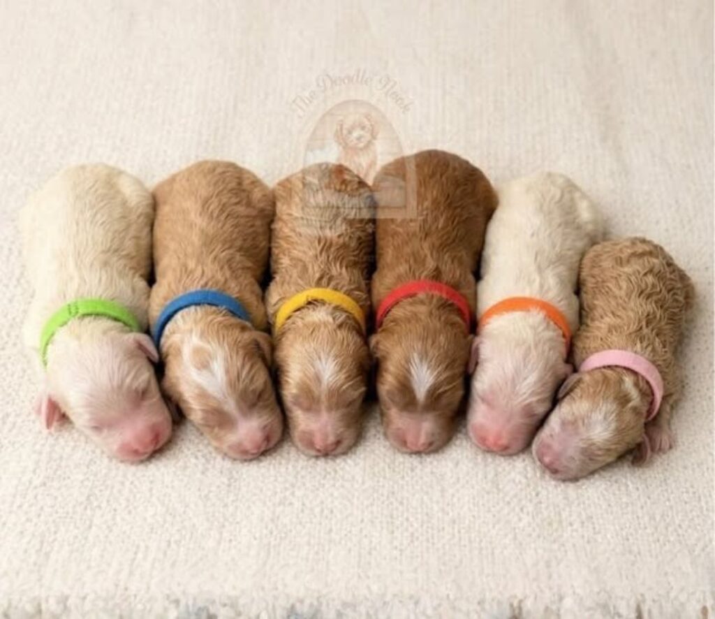 mini goldendoodle puppies for sale
