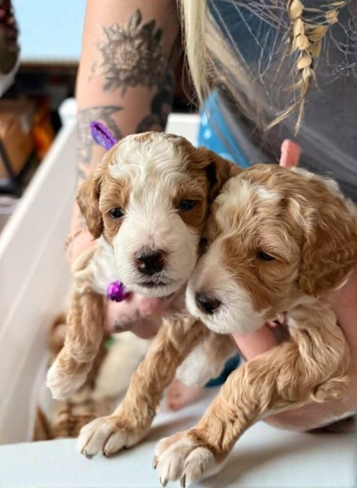 Mini Goldendoodle Temperament