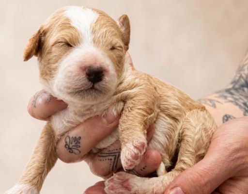 how to prepare for a goldendoodle puppy