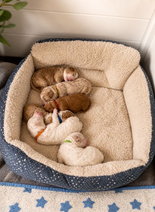 what to ask goldendoodle breeder