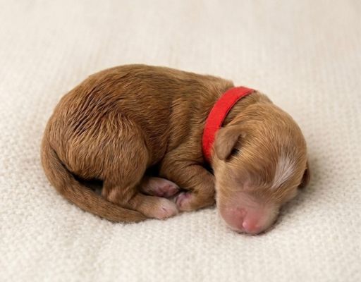 what to ask goldendoodle breeder