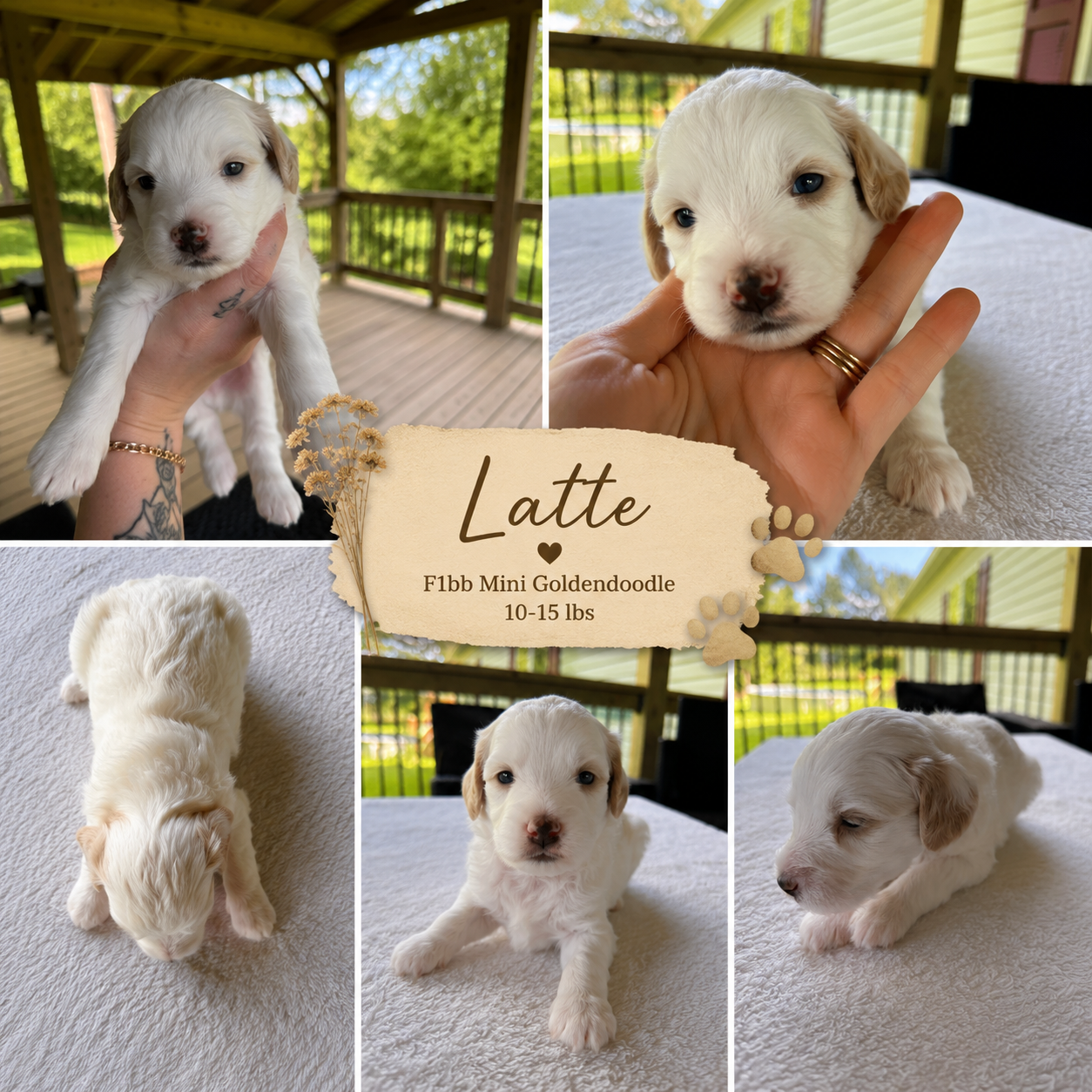Mini Goldendoodle Male