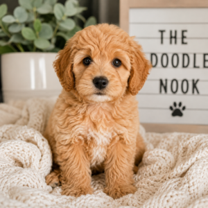 A group of adorable Mini Goldendoodle puppies from The Doodle Nook breeder in Ohio.