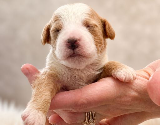 goldendoodle breeder near me