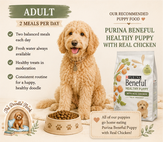 Adult Mini Goldendoodle Feeding Guide