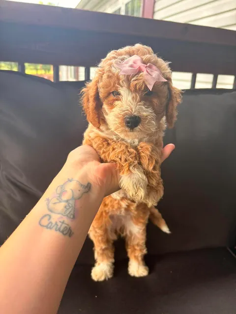 Mini female puppy