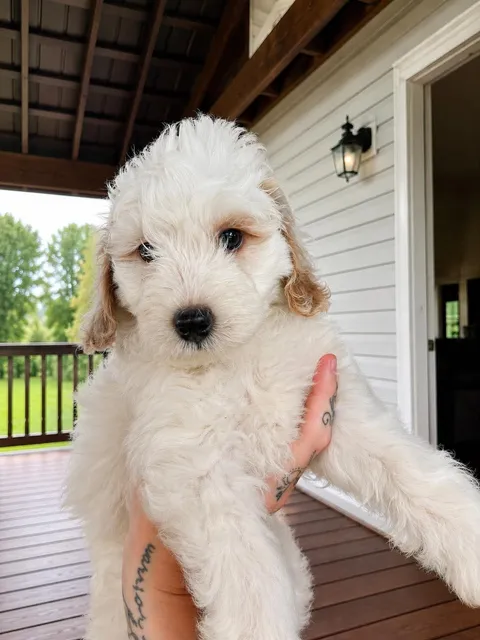 White mini doodle