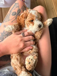 Puppy house training