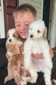 Mini Goldendoodles
