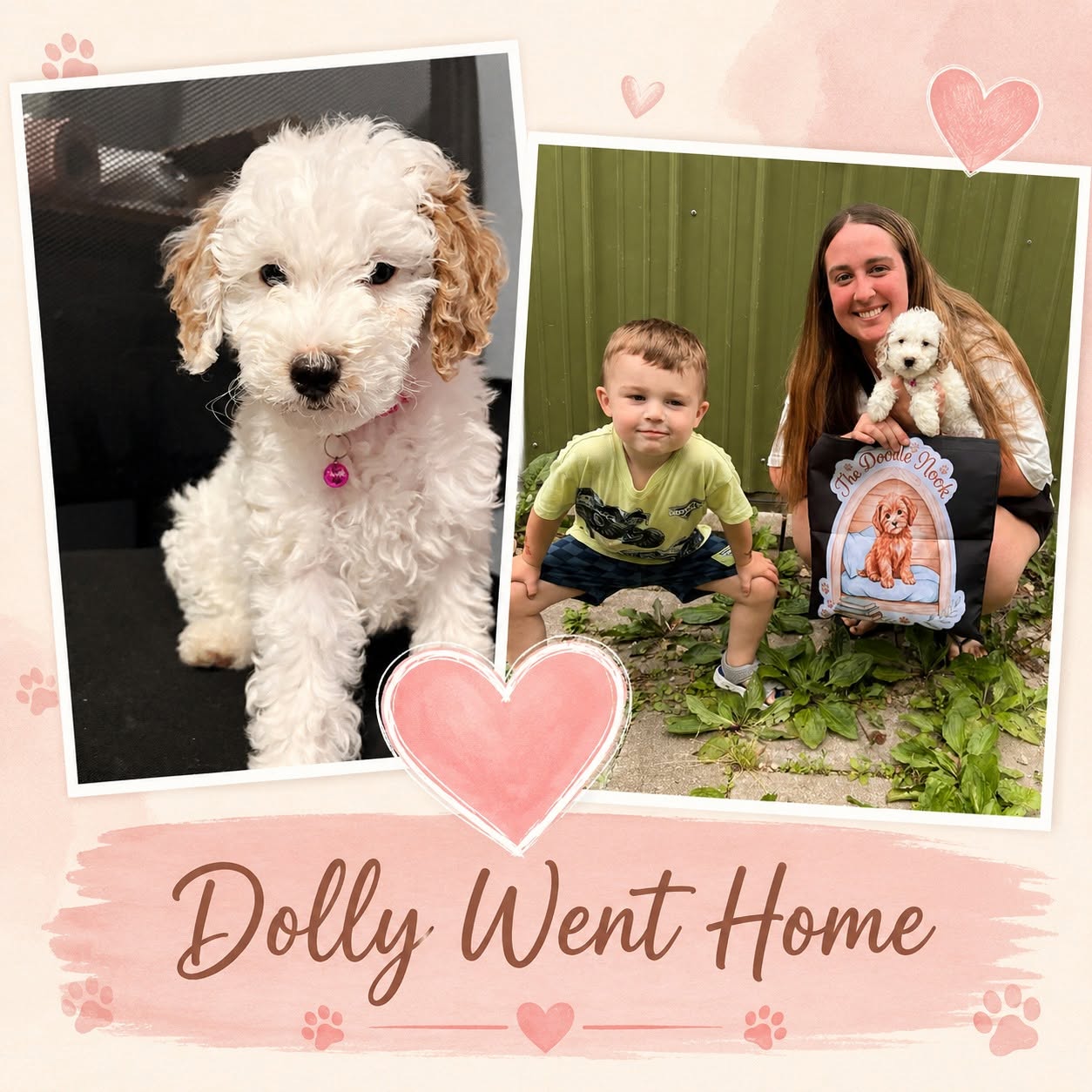 Goldendoodle puppy heading to a new home