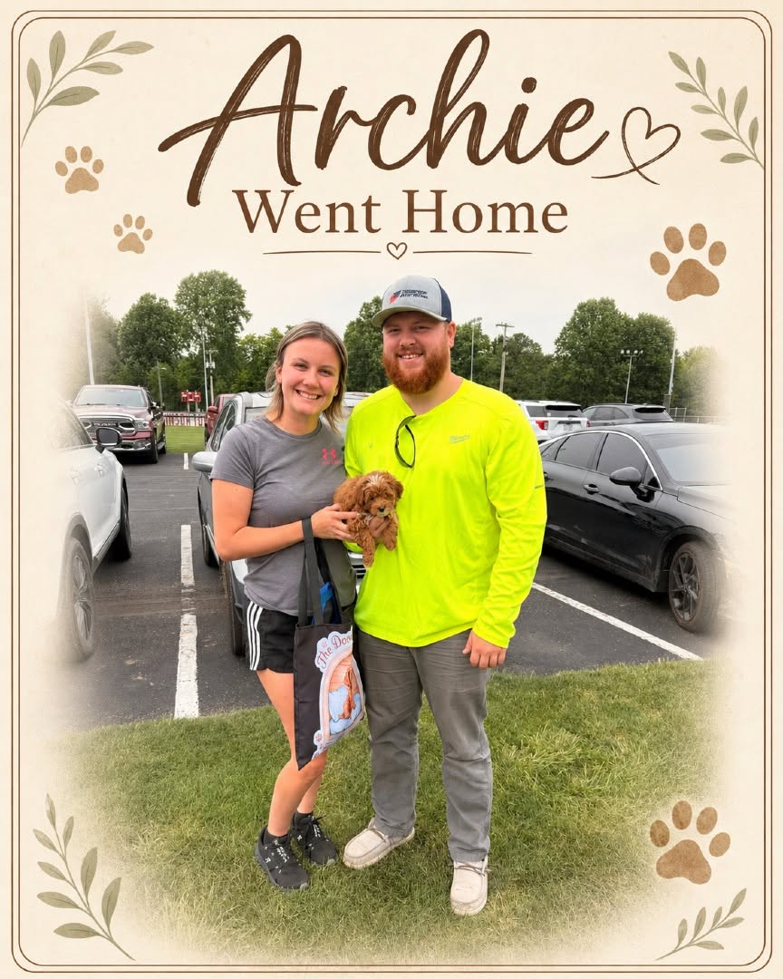 Goldendoodle puppy arriving home